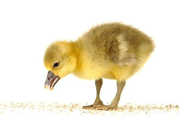 포토 JPG 해외이미지 동물 1 어린이 백그라운드 농업 가족 조류 휴가 부활절 새로움 오리 함께함 병아리 사랑 사람없음 반려동물 노란색 귀여움 수영 치킨 놀람 봄 꿈 흰색 시골 아기 신생아 뜨거움 달콤 보호 작음 깃털 만족 부리 부드러움 거위 고립 돌봄 밭일 흥미 해외202004 해외포토 계절 기념일 감정 산업 컬러 컨셉 관계 모션 표정 사람 수상스포츠 감각 맛 크기 닭고기요리 파일형식 이미지허브