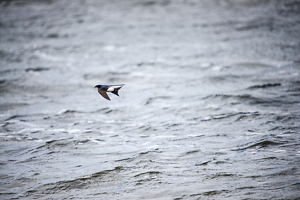 포토 JPG 해외이미지 동물 야생동물 날개 모션 자연 조류 주택 노르웨이 종류 성인 사람없음 야외 검은색 수집 깃털 싱글 부리 북쪽 서식지 철새 제비 해외202004 해외포토 유럽 컬러 사람 건물 방향 생태계 파일형식 이미지허브
