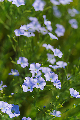 포토 JPG 해외이미지 식물 꽃잎 꽃 백그라운드 밭 농업 자연 건강 사람없음 야외 세로 초록색 여름 파란색 활발 성장 벚꽃 시골 직물 허브 아마 세련 해외202004 해외포토 계절 산업 컬러 컨셉 생태계 파일형식 이미지허브