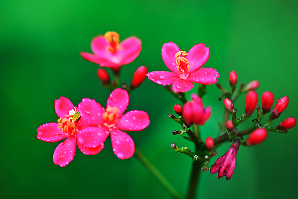 포토 JPG 해외이미지 식물 꽃 과일 자연 사람없음 빨간색 초록색 환경 정원 관목 해외202004 해외포토 나무 컬러 생태계 파일형식 이미지허브