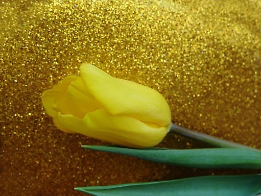 포토 JPG 해외이미지 식물 디자인 계절 꽃잎 꽃 줄기 백그라운드 잎 꽃무늬 자연 휴가 선물 사랑 사람없음 장식 초록색 컬러풀 노란색 머리 봄 튤립 신선 황금 배열 질감 공상 내추럴 구성 특별함 흥미 해외202004 해외포토 감정 컬러 컨셉 무늬 신체부위 생태계 파일형식 이미지허브