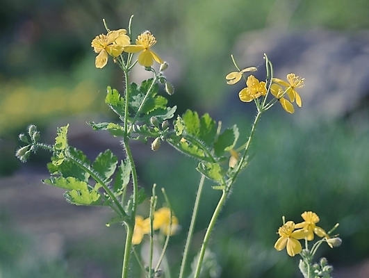 포토 JPG 해외이미지 식물 계절 꽃 백그라운드 잎 꽃무늬 밭 자연 사람없음 초록색 여름 성장 허브 내추럴 해외202004 해외포토 컬러 무늬 농업 생태계 파일형식 이미지허브