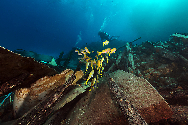 포토 JPG 해외이미지 식물 동물 모래 바다 백그라운드 자연 표면 어류 풍경 사람없음 물 파란색 컬러풀 햇빛 태양 바닷속 수중 광선 산호 아래 다이빙 장면 암초 깊이 소금물 이국적 침몰 파라다이스 해외202004 해외포토 자연요소 컬러 수영 수중동물 자포동물 방향 생태계 위치 수중스포츠 파일형식 이미지허브