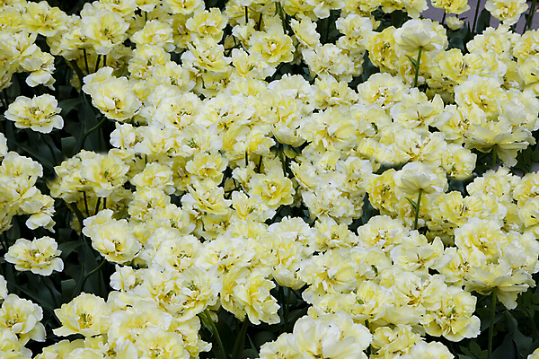 포토 JPG 해외이미지 식물 꽃 사람없음 노란색 봄 튤립 개화 해외202004 해외포토 계절 컬러 파일형식 이미지허브