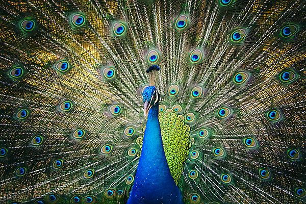 포토 JPG 해외이미지 동물 남자 야생동물 백그라운드 패턴 날개 태국 자연 조류 사람없음 가로 초록색 파란색 컬러풀 머리 활발 펼침 의식 우아함 공작 전시회 깃털 묘사 꼬리 부리 목 보여주기 꿩 수탉 마스코트 멀티 웅장함 터키석 해외202004 해외포토 아시아 컬러 컨셉 무늬 모션 사람 신체부위 전시 닭 보석 수컷 생태계 파일형식 이미지허브