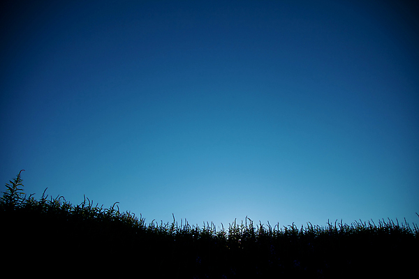 포토 JPG 해외이미지 식물 구름 계절 지구 밭 자연 하늘 날씨 그림자 풍경 잔디 사람없음 초록색 여름 파란색 햇빛 태양 환경 검은색 어둠 황혼 일몰 성장 시골 민들레 땅 장면 땅바닥 웅장함 수평선 해외202004 해외포토 자연요소 꽃 컬러 농업 바닥 노을 생태계 파일형식 이미지허브