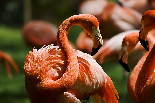 포토 JPG 해외이미지 응시 야생동물 분홍색 자연 조류 동물원 사람없음 야외 플라밍고 깃털 부리 물새 노려봄 해외202004 해외포토 동물 시선 컬러 표정 생태계 파일형식 이미지허브