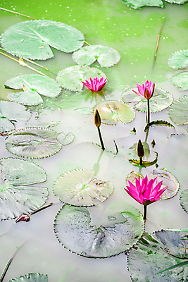 포토 JPG 해외이미지 식물 공원 꽃잎 꽃 아시아 종교 선 줄기 분홍색 잎 꽃무늬 자연 하늘 연꽃 동양인 풍경 사람없음 야외 빨간색 초록색 물 여름 컬러풀 평화 일출 정원 고요 황혼 일몰 벚꽃 연못 심볼 순수 동쪽 내추럴 해외202004 해외포토 자연요소 계절 공공시설 나라 컬러 컨셉 무늬 인종 노을 방향 생태계 파일형식 이미지허브