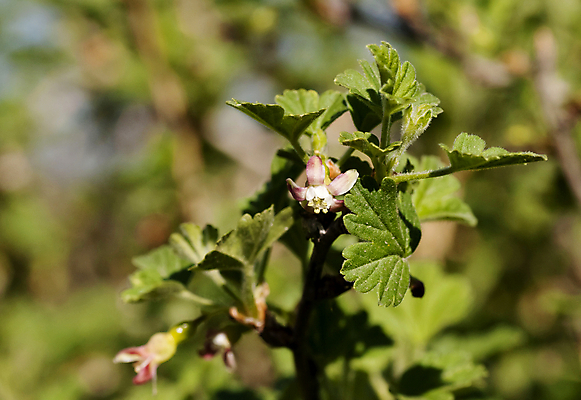 포토 JPG 해외이미지 식물 계절 열매 꽃잎 꽃 백그라운드 잎 농업 과일 자연 건강 종류 사람없음 야외 초록색 정원 봄 나뭇가지 신선 가시 작음 관목 유기농 원예 내추럴 채소밭 구스베리 동물상 세련 해외202004 해외포토 나무 웰빙 산업 컬러 밭 취미 조형물 크기 생태계 파일형식 이미지허브