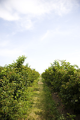 포토 JPG 해외이미지 식물 산업 밭 농업 채소 과일 자연 풍경 사람없음 야외 여름 농작물 농장 농경지 환경 맑음 수확 시골 신선 유기농 내추럴 밭일 워싱턴 해외202004 해외포토 웰빙 계절 날씨 미국 생태계 파일형식 이미지허브