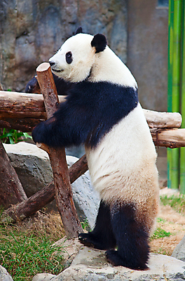 포토 JPG 해외이미지 동물 공원 아시아 야생동물 여행 잎 곰 포유류 자연 동물원 종류 동양인 사람없음 목재 환경 검은색 중국 흰색 황무지 치아 보호 숲 큼 판다 먹기 대나무 멸종 서식지 동쪽 거인 특별함 해외202004 해외포토 나무 식물 공공시설 나라 컬러 컨셉 재료 모션 인종 소화기관 크기 방향 생태계 파일형식 이미지허브