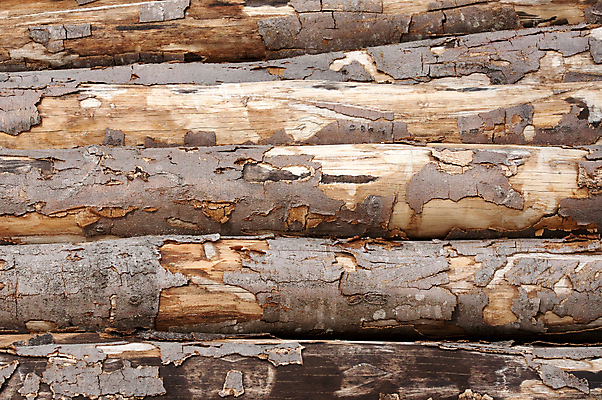 포토 JPG 해외이미지 모양 나무 식물 디자인 산업 조각 백그라운드 십자가 패턴 부분 자연 표면 추상 사람없음 내부 목재 갈색 줄무늬 반지 소나무 점 원형 역사 균열 널 숲 자르기 유기농 질감 통나무 나무껍질 잡동사니 내추럴 그런지 수목 옛날 노화 해외202004 해외포토 도형 웰빙 컬러 컨셉 무늬 재료 장신구 모션 껍질 생태계 파일형식 이미지허브