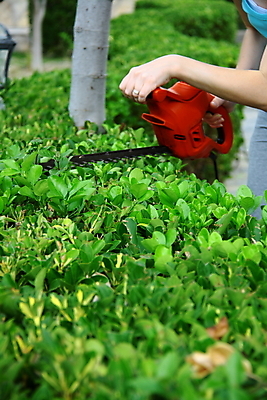 포토 JPG 해외이미지 나무 행복 자연 한명 미소 사람 야외 초록색 울타리 성장 도구 작업 원예 손질 다듬기 업그레이드 원예사 해외202004 해외포토 식물 직업 1 감정 컬러 모션 표정 취미 담장 생태계 파일형식 이미지허브