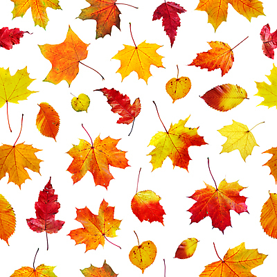 포토 JPG 해외이미지 나무 계절 백그라운드 단풍 잎 오렌지 기술 사람없음 빨간색 초록색 노란색 가을 흰색 변화 황금 배열 합성 정맥 고립 멀티 옛날 플라타너스 노화 해외202004 해외포토 식물 컬러 컨셉 과일 혈관 파일형식 이미지허브