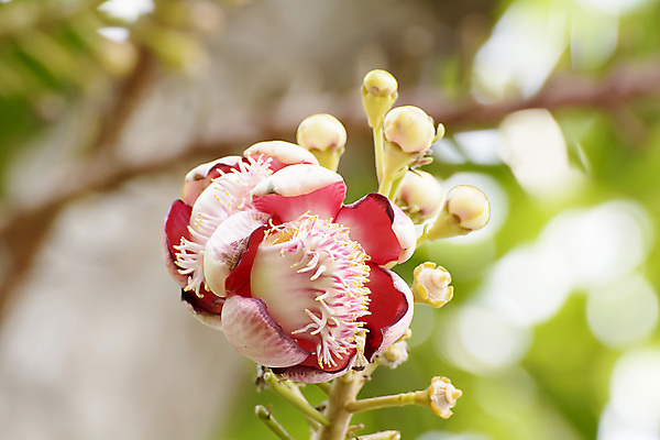 포토 JPG 해외이미지 나무 식물 꽃 불교 오렌지 공 사람없음 빨간색 초록색 노란색 사찰 개화 인도인 베어링 해외202004 해외포토 외국인 종교 컬러 과일 종교건축 동양인 파일형식 이미지허브