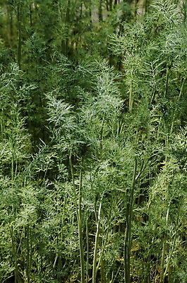 포토 JPG 해외이미지 식물 계절 지구 잎 농업 채소 자연 사람없음 야외 초록색 정원 침대 작음 뿌리기 딜 불가리아 회향 해외202004 해외포토 산업 컬러 가구 모션 크기 생태계 파일형식 남유럽 이미지허브