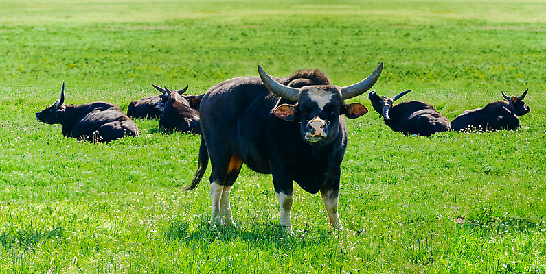 포토 JPG 해외이미지 동물 포유류 자연 뿔 사람없음 소 방목 황소 보호구역 스텝 우크라이나 반추동물 해외202004 해외포토 유럽 축산업 생태계 구역 파일형식 이미지허브