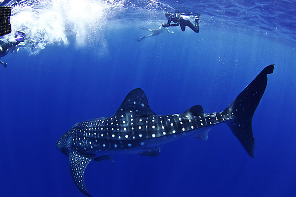 포토 JPG 해외이미지 바다 여행 자연 어류 사람없음 행운 스노클링 보호 고래 상어 암초 해외202004 해외포토 컨셉 포유류 수중동물 수상스포츠 생태계 파일형식 이미지허브