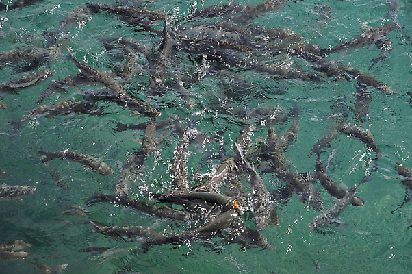 포토 JPG 해외이미지 동물 야생동물 바다 자연 낚시 건강 어류 사람없음 물 파란색 신선 날것 소금물 이국적 해외202004 해외포토 자연요소 컬러 레저 수중동물 생태계 파일형식 이미지허브