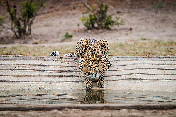 포토 JPG 해외이미지 동물 야생동물 포유류 아프리카 자연 사람없음 고양이 보호 사파리 육식동물 표범 남아프리카 해외202004 해외포토 나라 컨셉 반려동물 생태계 파일형식 이미지허브