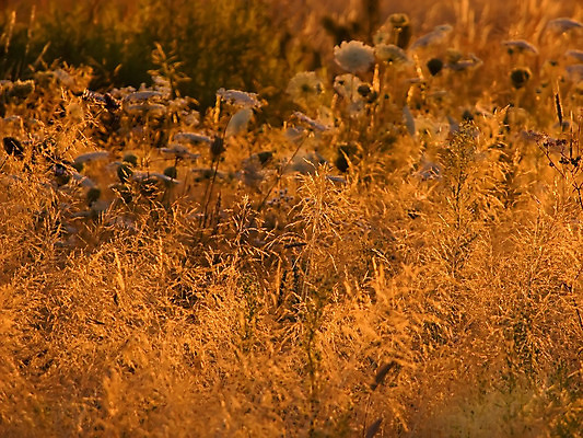 포토 JPG 해외이미지 식물 꽃 줄기 자연 사람없음 초록색 흰색 해외202004 해외포토 컬러 생태계 파일형식 이미지허브