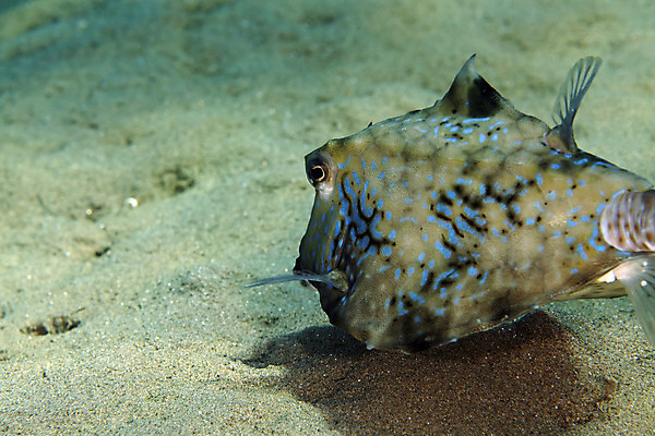 포토 JPG 해외이미지 식물 동물 모래 바다 백그라운드 자연 어류 사람없음 물 파란색 컬러풀 바닷속 수중 광선 산호 아래 장면 암초 깊이 소금물 이국적 침몰 파라다이스 해외202004 해외포토 자연요소 컬러 수중동물 자포동물 방향 생태계 위치 파일형식 이미지허브