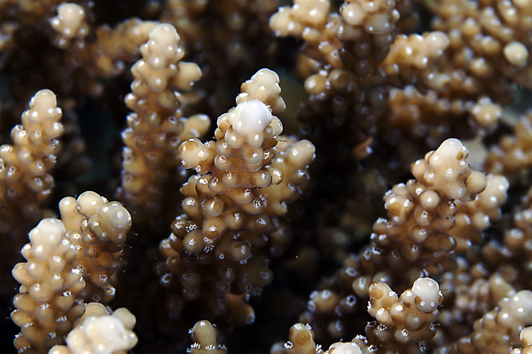 포토 JPG 해외이미지 동물 야생동물 바다 백그라운드 학교 자연 바닥 이집트 어류 사람없음 빨간색 초록색 물 파란색 빛 컬러풀 태양 환경 수중 광선 산호 아래 생태계 소금 부드러움 암초 대서양 내추럴 소금물 이국적 해외202004 해외포토 자연요소 교육 컬러 아프리카 수중동물 감각 자포동물 방향 위치 파일형식 이미지허브