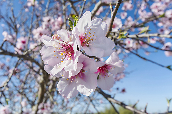 포토 JPG 해외이미지 주간 공원 꽃잎 사람없음 야외 맑음 봄 벚꽃 개화 해외202004 해외포토 자연요소 계절 공공시설 꽃 날씨 파일형식 이미지허브