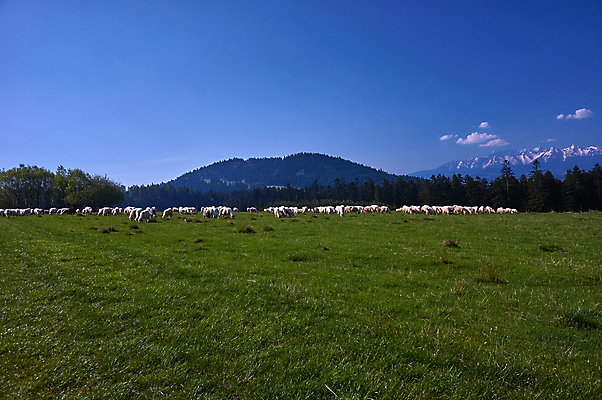 포토 JPG 해외이미지 나무 동물 구름 유럽 하늘 산 그림자 풍경 사람없음 태양 봄 양 숲 폴란드 절정 가문비나무 해외202004 해외포토 자연요소 식물 계절 나라 포유류 파일형식 이미지허브