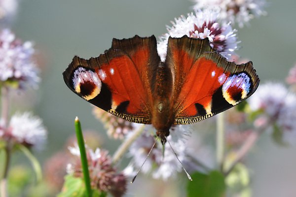 포토 JPG 해외이미지 꽃 유럽 야생동물 나비 신체 날개 자연 사람없음 빨간색 여름 컬러풀 정원 보라색 활발 공작 해외202004 해외포토 식물 동물 계절 나라 컬러 곤충 컨셉 조류 생태계 파일형식 이미지허브