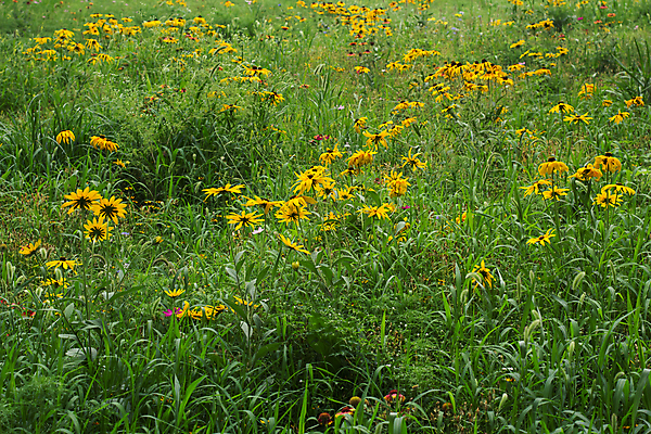포토 JPG 해외이미지 나무 식물 구름 계절 꽃잎 꽃 단풍 밭 자연 잉글랜드 풍경 사람없음 야외 가로 초록색 여름 파란색 농작물 농장 환경 계곡 침묵 봄 들꽃 흰색 농촌 시골 신선 숲 땅 데이지 자연백그라운드 멀리 수평선 카피스페이스 해외202004 해외포토 자연요소 컬러 백그라운드 잎 농업 영국 소리 공백 생태계 파일형식 이미지허브