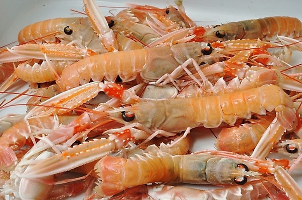 포토 JPG 해외이미지 동물 음식 절지류 갑각류 사람없음 해산물 흰배경 날것 정물화 해외202004 해외포토 백그라운드 흰색 그림 파일형식 이미지허브