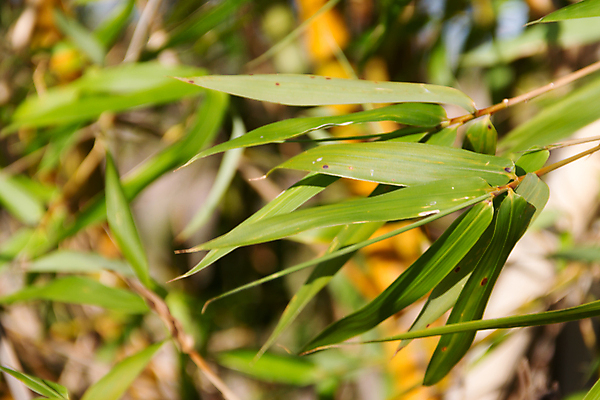 포토 JPG 해외이미지 식물 공원 백그라운드 잎 패턴 자연 벽지 새로움 그림자 사람없음 초록색 여름 햇빛 환경 정원 중국 봄 다양 성장 신선 선택 숲 대나무 묘사 유기농 질감 내추럴 이국적 카피스페이스 해외202004 해외포토 나무 웰빙 계절 공공시설 아시아 컬러 다수 컨셉 무늬 태양 공백 생태계 파일형식 이미지허브