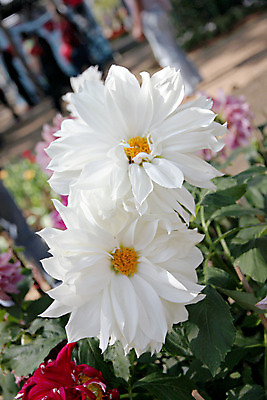 포토 JPG 해외이미지 식물 계절 꽃잎 꽃 잎 밭 자연 사랑 잔디 사람없음 야외 초록색 컬러풀 노란색 정원 봄 활발 성장 벚꽃 흰색 개화 달리아 원예 향기 조경 세련 해외202004 해외포토 감정 컬러 컨셉 농업 취미 생태계 냄새 파일형식 이미지허브