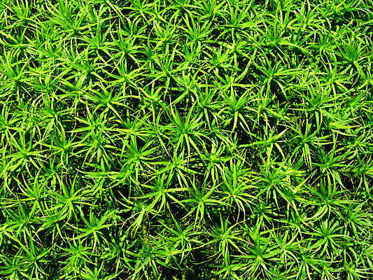 포토 JPG 해외이미지 식물 계절 공원 백그라운드 잎 꽃무늬 자연 휴식 사람없음 야외 초록색 여름 컬러풀 정원 시골 신선 숲 질감 내추럴 생태학 해외202004 해외포토 공공시설 교육 꽃 컬러 컨셉 무늬 생태계 파일형식 이미지허브