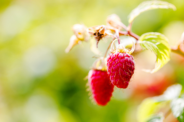 포토 JPG 해외이미지 식물 전통 계절 열매 음식 잎 겨울 농업 과일 자연 건강 사람없음 빨간색 여름 농장 정원 수확 성장 나뭇가지 신선 그룹 이메일 닫기 달콤 보호 소프트포커스 과수원 다발 유기농 원예 산딸기 지역 국산 내추럴 밭일 숙성 채식주의자 헤딩 해외202004 해외포토 나무 웰빙 산업 컬러 컨셉 모션 촬영기법 취미 축구 맛 생태계 채식 파일형식 이미지허브