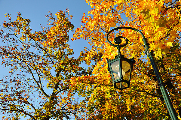포토 JPG 해외이미지 나무 식물 계절 공원 길 백그라운드 잎 오렌지 자연 거리 이끼 풍경 사람없음 야외 빨간색 초록색 컬러풀 노란색 가을 나뭇가지 등불 램프 신선 숲 묘사 10월 내추럴 파리(프랑스) 해외202004 해외포토 공공시설 컬러 과일 조명 날짜 생태계 파일형식 이미지허브