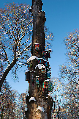 포토 JPG 해외이미지 나무 동물 계절 겨울 자연 조류 하늘 날씨 풍경 사람없음 야외 파란색 상자 냉동 침묵 추위 흰색 나뭇가지 둥지 숲 북극 서리 나무껍질 해외202004 해외포토 식물 컬러 소리 껍질 극지방 생태계 파일형식 이미지허브