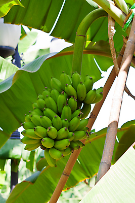 포토 JPG 해외이미지 나무 식물 꽃 음식 줄기 백그라운드 잎 농업 다이어트 과일 자연 바나나 건강 사람없음 야외 장식 초록색 농작물 농장 정원 성장 벚꽃 나뭇가지 신선 달콤 맛 그늘 유기농 내추럴 식용 영원 해외202004 해외포토 웰빙 산업 컬러 컨셉 생태계 파일형식 이미지허브