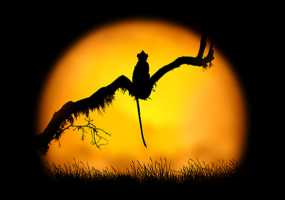 포토 JPG 해외이미지 나무 동물 구름 응시 공원 실루엣 아시아 야생동물 여행 백그라운드 오렌지 포유류 아프리카 자연 하늘 털 그림자 앉기 사람없음 야외 빨간색 햇빛 태양 노란색 일출 일몰 새벽 원숭이 표현 아기 황무지 심볼 사파리 유인원 동쪽 남쪽 전국 해외202004 해외포토 자연요소 식물 시선 공공시설 나라 컬러 과일 모션 촬영기법 사람 노을 방향 생태계 파일형식 이미지허브