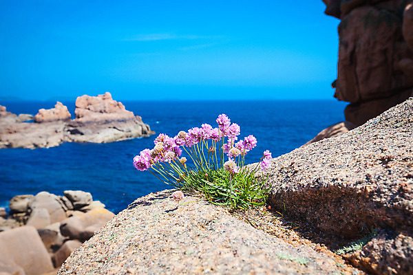 포토 JPG 해외이미지 바다 분홍색 여행 자연 하늘 등대 풍경 사람없음 빨간색 물 파란색 장미 일몰 프랑스 바위 대서양 갑옷 화강암 해외202004 해외포토 자연요소 꽃 유럽 컬러 노을 암석 돌_바위 보호장비 생태계 파일형식 이미지허브