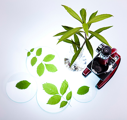 포토 JPG 해외이미지 식물 잎 실내 실험 사람없음 액체 화학 실험실 플라스크 흰배경 비커 화학실험 샬레 해외202004 해외포토 과학 백그라운드 실험기구 내부 흰색 파일형식 이미지허브