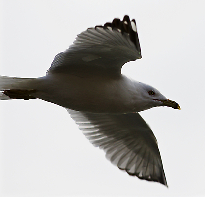 포토 JPG 해외이미지 백그라운드 캐나다 날개 갈매기 조류 하늘 사람없음 노란색 검은색 놀람 회색 흰색 자신감 닫기 그림 고립 쉬운 해외202004 해외포토 동물 감정 컬러 북아메리카 모션 표정 파일형식 이미지허브