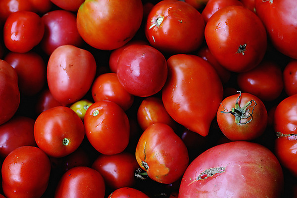 포토 JPG 해외이미지 식물 손 계절 음식 농업 토마토 사람없음 빨간색 초록색 정원 식사 수확 성장 잡기 맛 9월 먹기 준비 냄새 A 해외202004 해외포토 알파벳 산업 컬러 컨셉 채소 모션 신체부위 날짜 파일형식 이미지허브