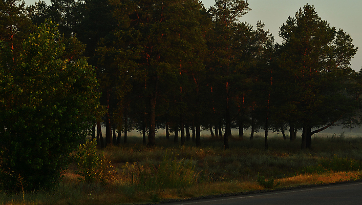 포토 JPG 해외이미지 나무 구름 여행 백그라운드 밭 자연 하늘 아침 조명 풍경 사람없음 여름 파란색 빛 햇빛 태양 노란색 일출 화목 황혼 일몰 봄 새벽 가을 소나무 황금 저녁 숲 깃털 스텝 몽환 수평선 해외202004 해외포토 주간 자연요소 식물 계절 컬러 컨셉 농업 노을 야간 생태계 파일형식 이미지허브