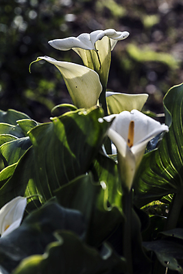 포토 JPG 해외이미지 식물 실루엣 꽃다발 잎 꽃무늬 자연 날씨 휴식 그림자 선물 사랑 사람없음 햇빛 노란색 새싹 정원 화목 힘 봄 활발 에너지 성장 흰색 시골 인사 달콤 향수 향기 냄새 꽃가루 부드러움 고립 돌봄 해외202004 해외포토 계절 꽃 감정 컬러 컨셉 무늬 모션 촬영기법 태양 화장품 예절 감각 맛 가루 생태계 파일형식 이미지허브