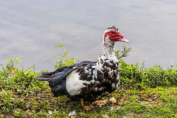 포토 JPG 해외이미지 동물 공원 야생동물 조류 오리 사람없음 빨간색 컬러풀 머리 흰색 그리스 깃털 부리 계산서 동물상 해외202004 해외포토 공공시설 유럽 컬러 신체부위 조형물 파일형식 이미지허브
