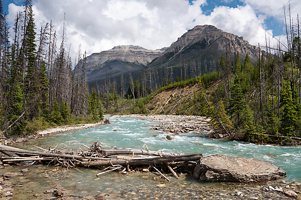 포토 JPG 해외이미지 나무 여행 캐나다 북아메리카 자연 산 국립공원 풍경 사람없음 야외 관광지 강 트래킹 숲 산맥 해외202004 해외포토 식물 공원 레저 아메리카 생태계 파일형식 이미지허브