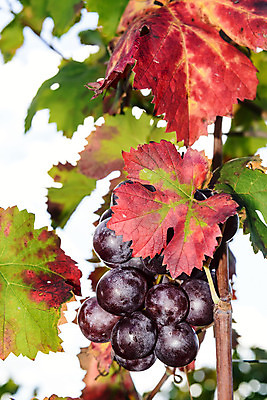 포토 JPG 해외이미지 식물 구름 계절 산업 잎 밭 농업 오렌지 과일 자연 하늘 포도 풍경 사람없음 야외 빨간색 초록색 여름 컬러풀 햇빛 태양 농장 노란색 일출 와인 정원 계곡 일몰 이탈리아 수확 성장 가을 시골 땅 포도밭 포도나무 내추럴 밭일 양조장 해외202004 해외포토 자연요소 유럽 컬러 주류 노을 과일나무 생태계 파일형식 이미지허브
