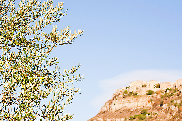 포토 JPG 해외이미지 나무 음식 잎 농업 다이어트 채소 과일 자연 디저트 사람없음 초록색 농장 정원 식사 나뭇가지 신선 그룹 맛 지중해 올리브 날것 내추럴 생식 짠맛 채식주의자 해외202004 해외포토 식물 열매 산업 바다 컬러 컨셉 건강 생태계 채식 파일형식 이미지허브